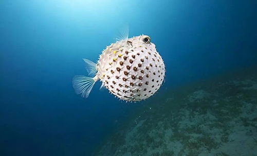 海洋生物究竟有多萌 看完想领回家养着