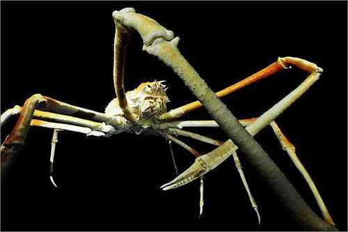 柏林深海奇异生物展