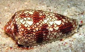 这些浅海的海洋生物,原来这么毒