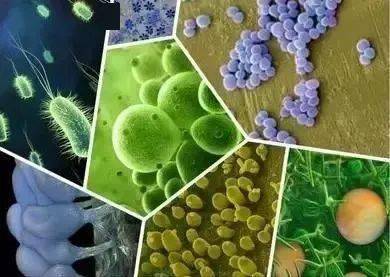 枯草芽孢杆菌不能和哪些杀菌剂一起用?