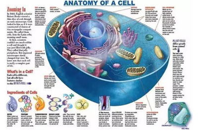 “解读”链科技:全球首个哺乳动物细胞图谱在我国诞生