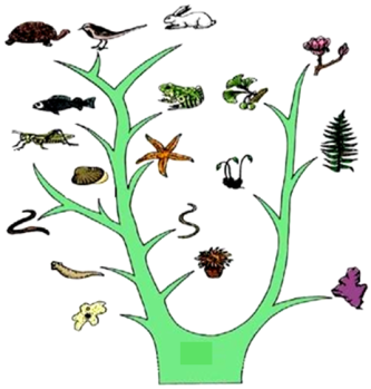 上,从生物生活环境的变化可以看出生物进化的趋势是从