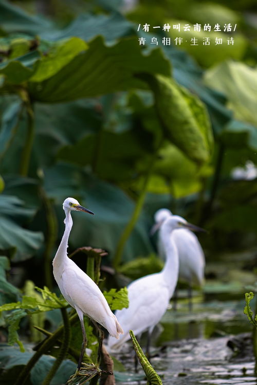 青鸟相伴,生活如诗