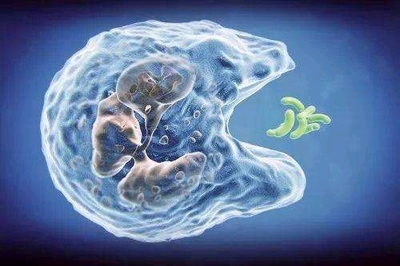 在Bilibili学习生物:稳态调节篇