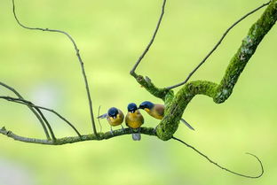 2019观鸟大年六月优秀作品集