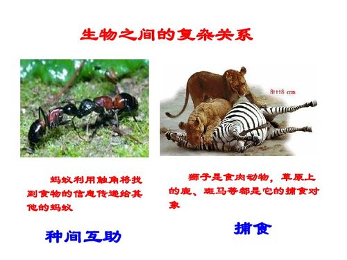 第2节 环境影响生物的生存 分析生物因素对生物的影响课件下载 生物