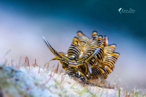 在人迹罕至的水下秘境,探寻海洋神奇生物丨leon zhao