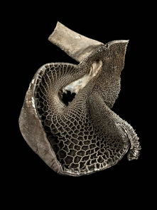 2015惠康影像奖 聚焦令人惊叹的生物艺术世界 4