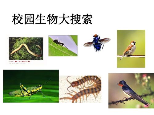 校园生物大搜索下载 科学