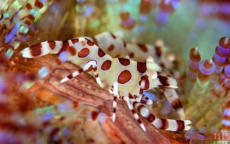 深海怪物 来自星星的海洋生物