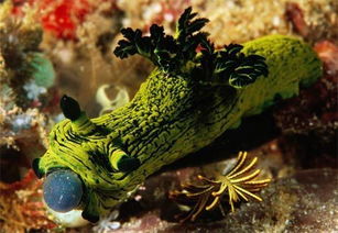 奇异海洋生物盘点,感觉是外星生物