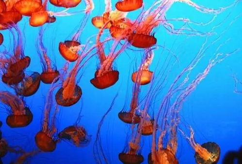 探索神秘的海洋世界,与海洋生物亲密接触