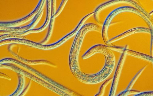 科学家顺利 复活 2.4万年前的生物,如果扩散,会有多可怕