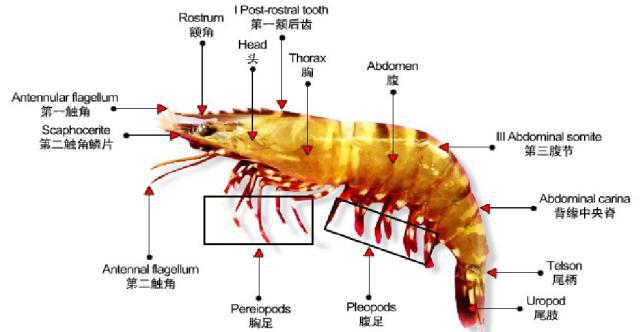 对虾生物学如何?又该如何养殖?