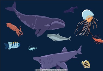 探索海洋生物的奥秘