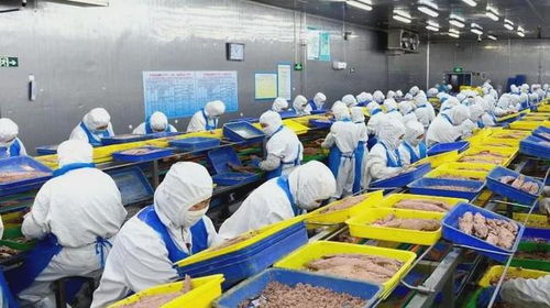 石岛创新海洋科技，生物技术助力渔业产业链增值