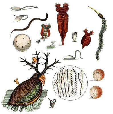 与上帝平起平坐的微生物 生物起源于它，人类未来依靠它