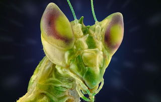 微距镜头下的异星世界 印尼摄影师眼中的昆虫王国