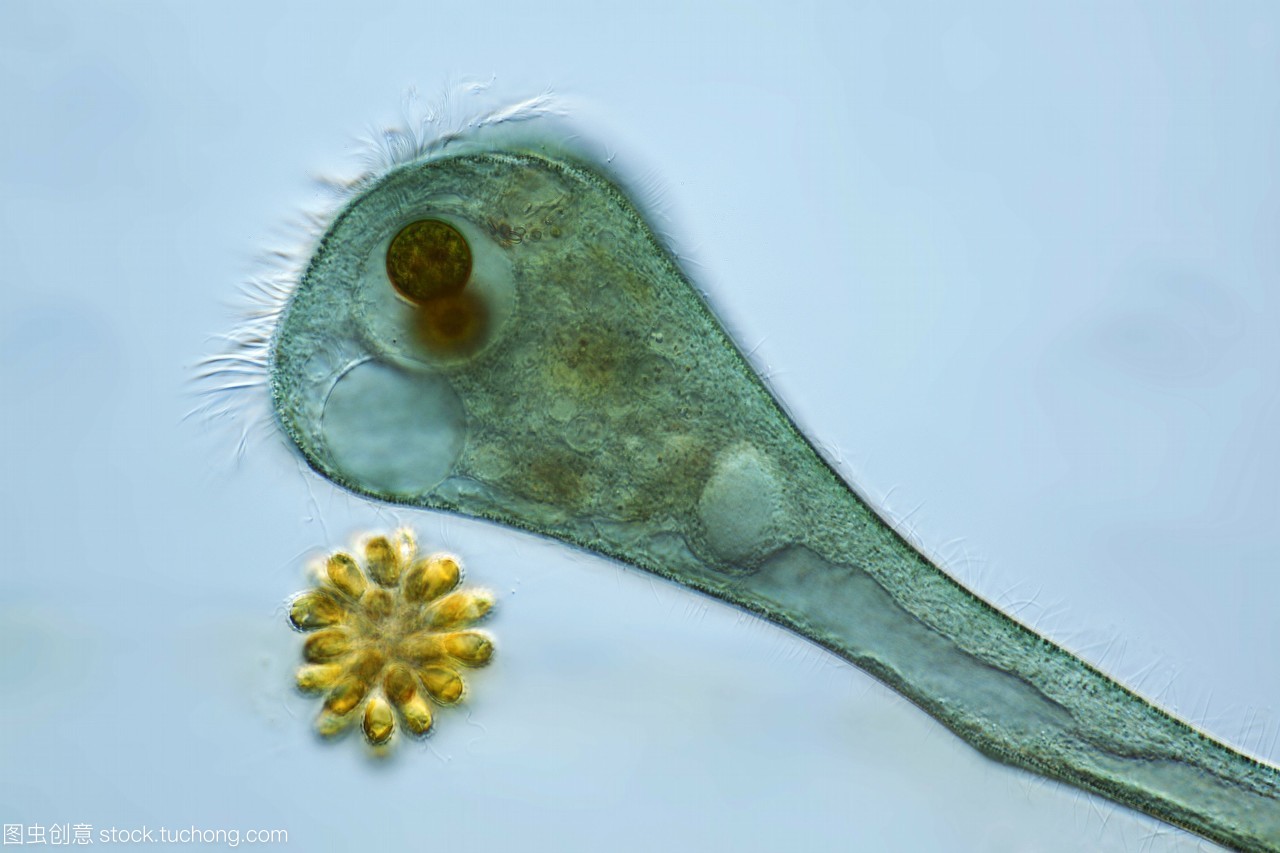 蓝绿藻共生之美 声音洪亮的大喇叭虫与光合作用的奇妙结合