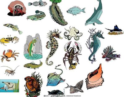 海洋生物的视觉奇迹 78张图片中的生物多样性探索