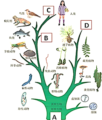 生物进化树 揭示生命演变的壮丽历程