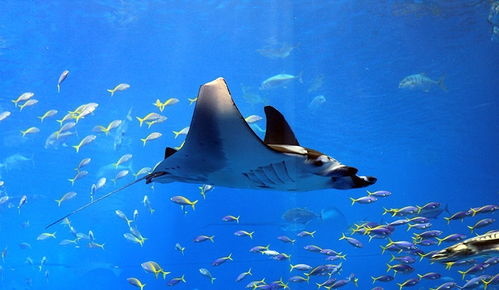 海洋生物大盘点 你不了解的海洋奇观